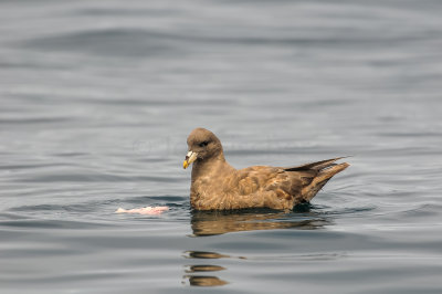 Pelagic Birding Trip 8-8-09 3274-0673.jpg