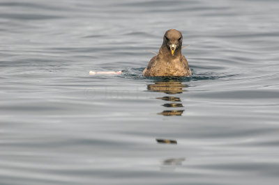 Pelagic Birding Trip 8-8-09 3275-0674.jpg