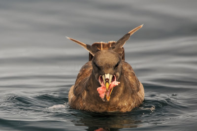 Pelagic Birding Trip 8-8-09 3284-0676.jpg