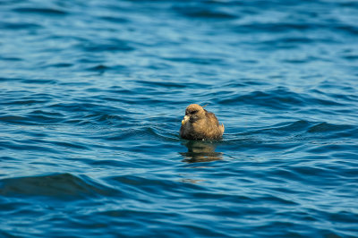 Pelagic Birding Trip 8-8-09 3336-0681.jpg
