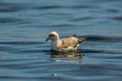 Pelagic Birding Trip 8-8-09 3399-0686.jpg