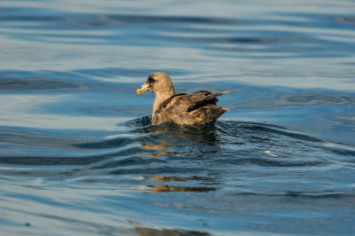 Pelagic Birding Trip 8-8-09 3527-0708.jpg