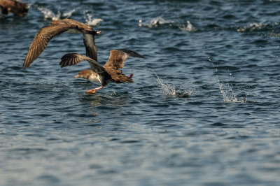 Pink-footed Shearwater