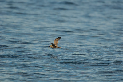 Pelagic Birding Trip 8-8-09 3516-0707.jpg