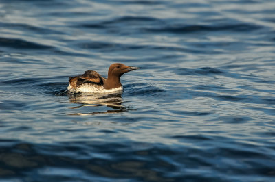 Pelagic Birding Trip 8-8-09 3552-0710.jpg