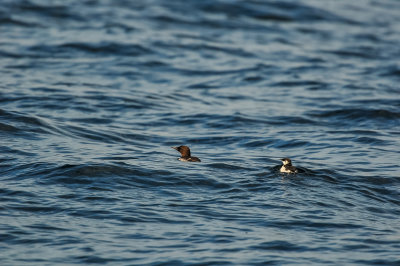Pelagic Birding Trip 8-8-09 3557-0711.jpg