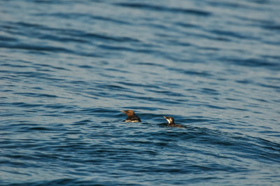 Pelagic Birding Trip 8-8-09 3591-0713.jpg