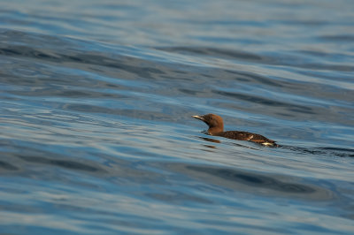 Pelagic Birding Trip 8-8-09 3605-0715.jpg