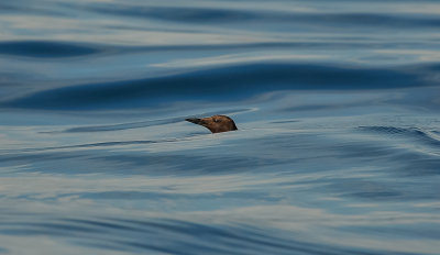 Pelagic Birding Trip 8-8-09 3643-0720.jpg
