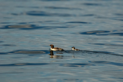Pelagic Birding Trip 8-8-09 3655-0721.jpg