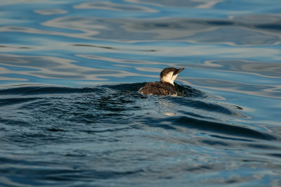 Pelagic Birding Trip 8-8-09 3696-0724.jpg