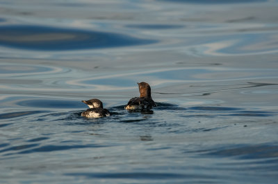 Pelagic Birding Trip 8-8-09 3722-0726.jpg