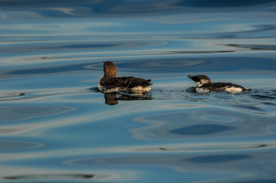Pelagic Birding Trip 8-8-09 3733-0727.jpg