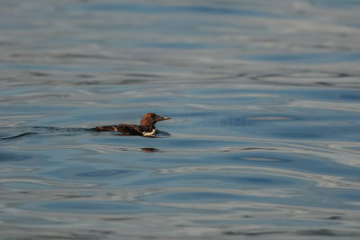 Pelagic Birding Trip 8-8-09 3742-0729.jpg
