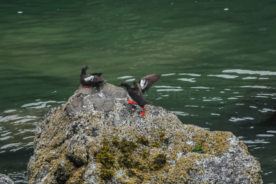 Pigeon Guillemot