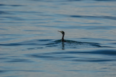 Pelagic Birding Trip 8-8-09 3635-0719.jpg