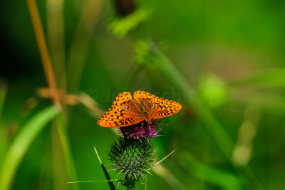 Butterflies and Moths