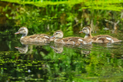 Mallard