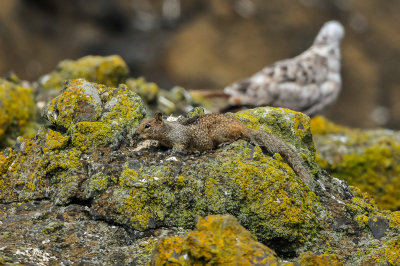 California Ground Squirrel