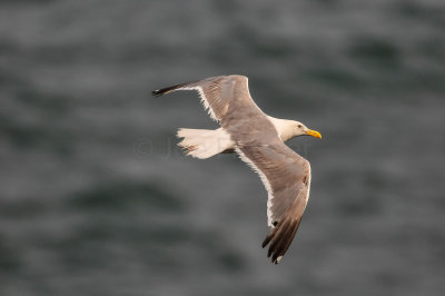 Western Gull