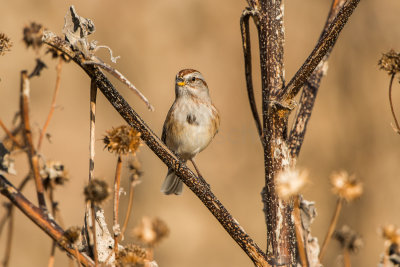 Buffalo Lake NWR 12-5-15 0244-0036.jpg