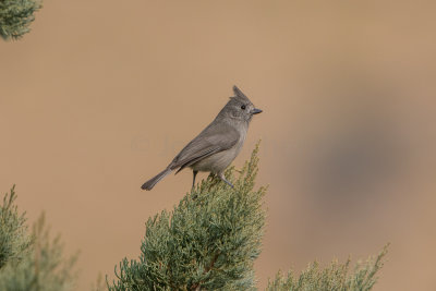 Guadalupe NP 12-8-15 0917-0141.jpg