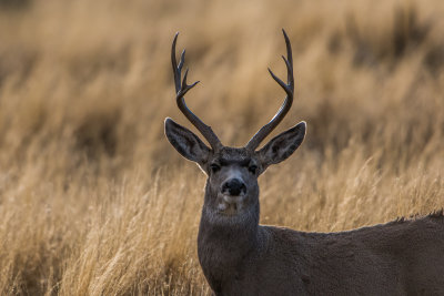 Guadalupe NP 12-8-15 0987-0147.jpg