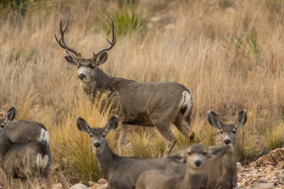 Guadalupe NP 12-8-15 1014-0152.jpg