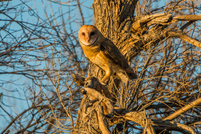 Thompson Grove 12-6-15 0572-0222.jpg