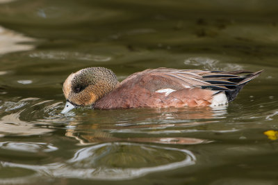 American Wigeon