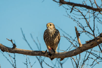 TX Panhandle 12-6-15 0477-0251.jpg