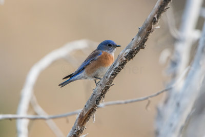 Guadalupe NP 12-8-15 0956-0143.jpg