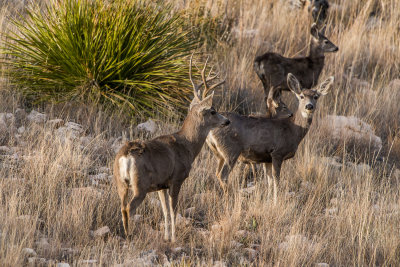 Guadalupe NP 12-8-15 0997-0149.jpg
