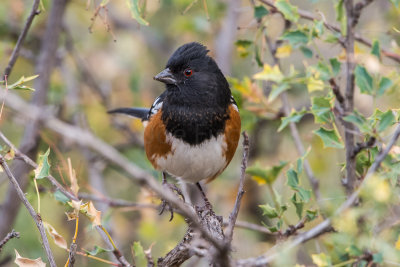 Guadalupe NP 12-9-15 1052-0159.jpg