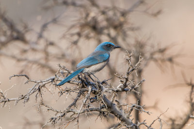 Guadalupe NP 12-11-15 1343-0121.jpg