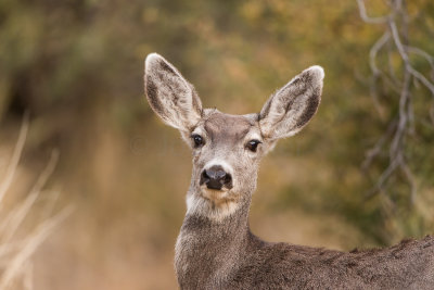 Guadalupe NP 12-9-15 1033-0154.jpg