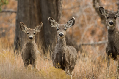 Guadalupe NP 12-9-15 1045-0156.jpg