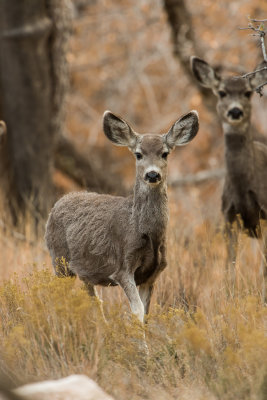 Guadalupe NP 12-9-15 1046-0157.jpg