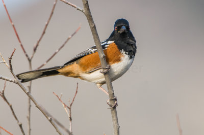 Guadalupe NP 12-11-15 1300-0117.jpg