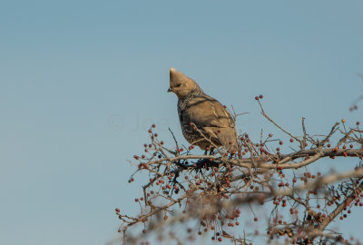 Guadalupe NP 12-9-15 1103-0166.jpg