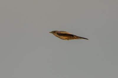 Guadalupe NP 12-9-15 1150-0177.jpg