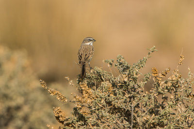 Guadalupe NP 12-9-15 1138-0174.jpg