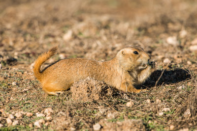Black-tailed Prairie Dog