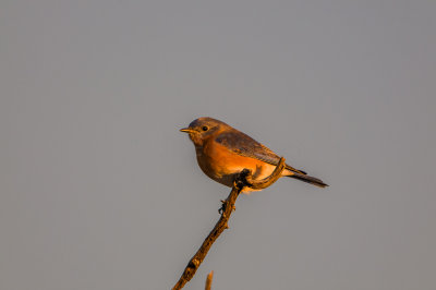 Eastern Bluebird