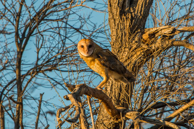 Thompson Grove 12-6-15 0565-0220.jpg