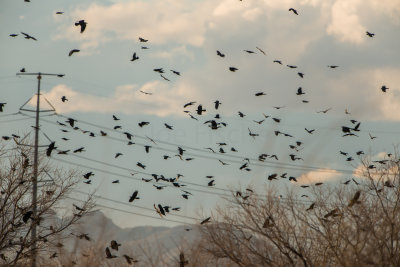 American Crow