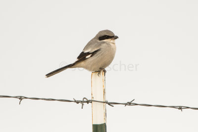 TX Panhandle 12-7-15 0700-0270.jpg