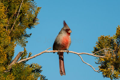 Pyrrhuloxia