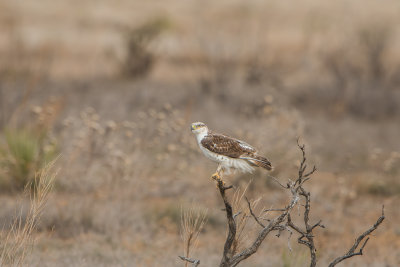 Muleshoe NWR 12-8-15 0872-0208.jpg