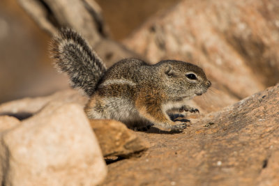 Texas Antelope Squirrel